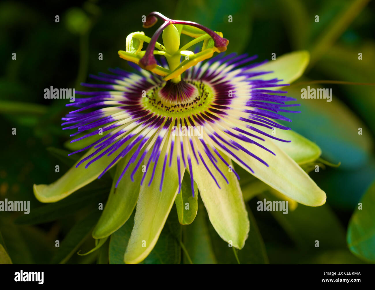 Purple passion flower hires stock photography and images Alamy