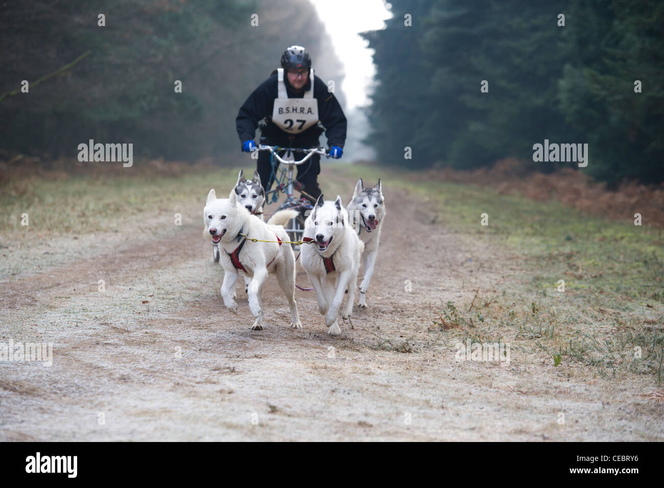 British Siberian Husky Racing Association event held at Elveden Forest, Suffolk, UK. Four dog teams competing on a timed lap. Stock Photo