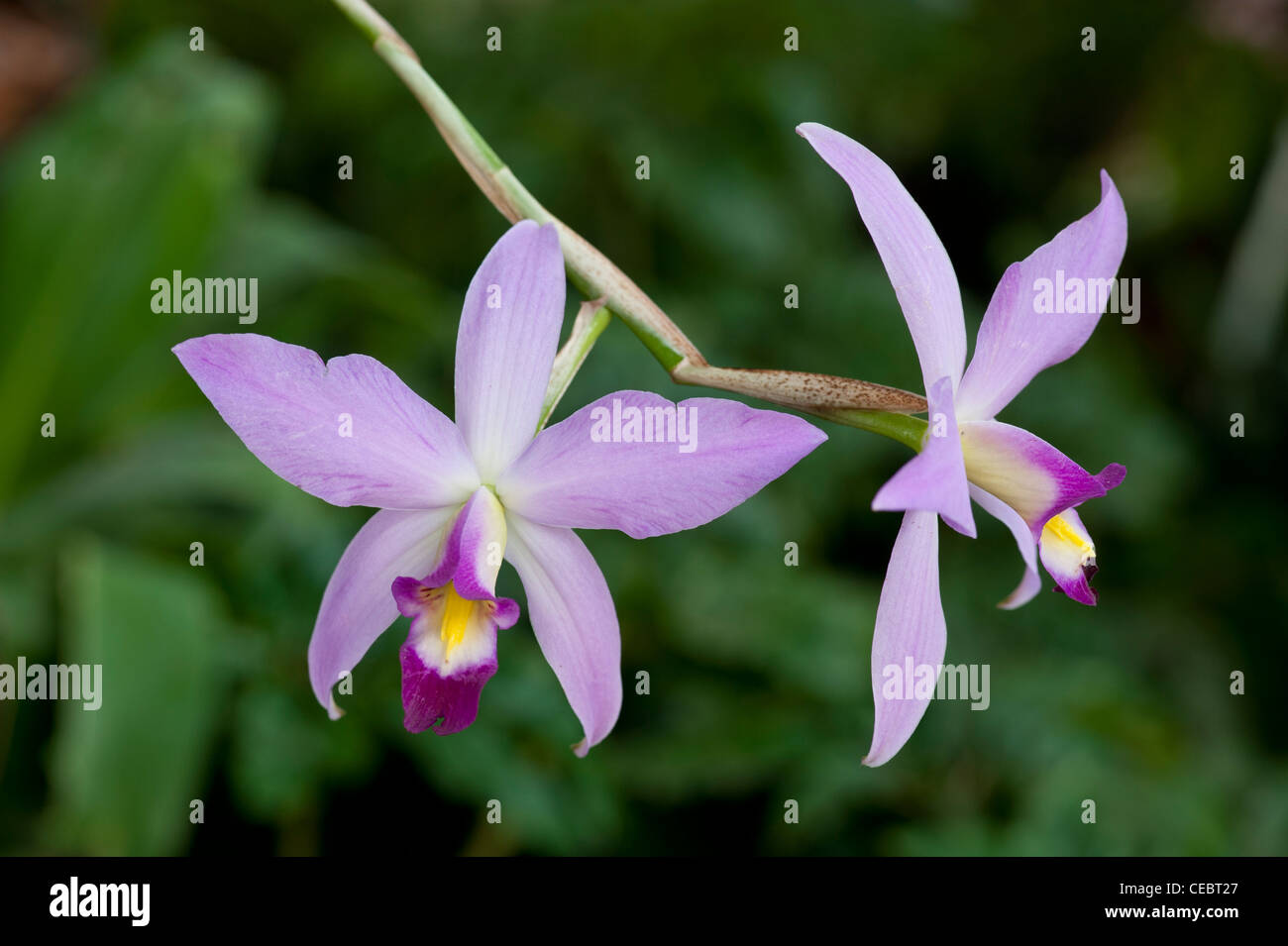 Orchid: Laelia anceps 'Dawsoniana' Stock Photo