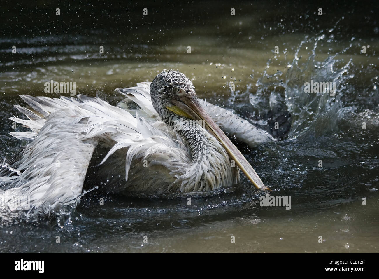 Pelican splashing his wings in the water having his daily bath Stock Photo