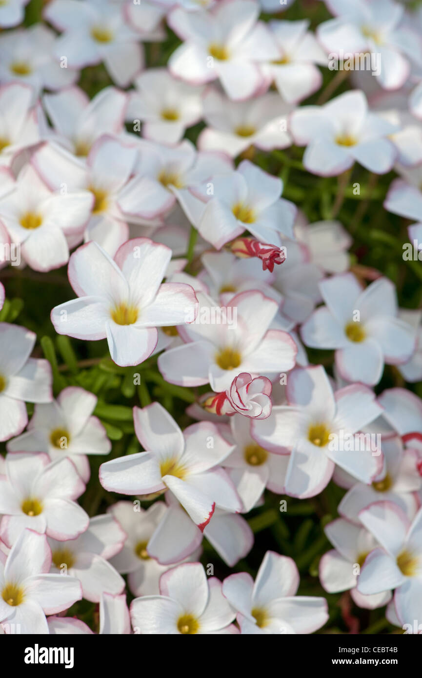 Oxalis versicolor hires stock photography and images Alamy