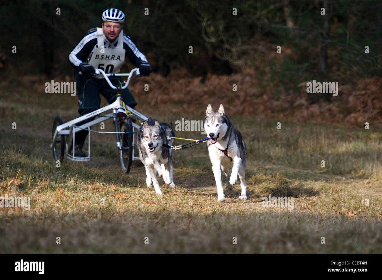 British Siberian Husky Racing Association event held at Elveden Forest, Suffolk, UK Three dog teams competing on a timed lap. Stock Photo