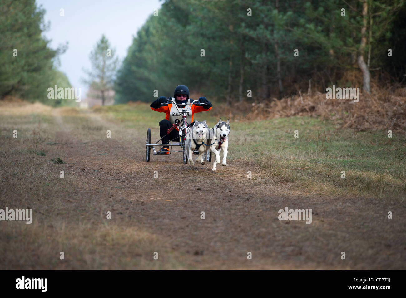British Siberian Husky Racing Association event held at Elveden Forest ...