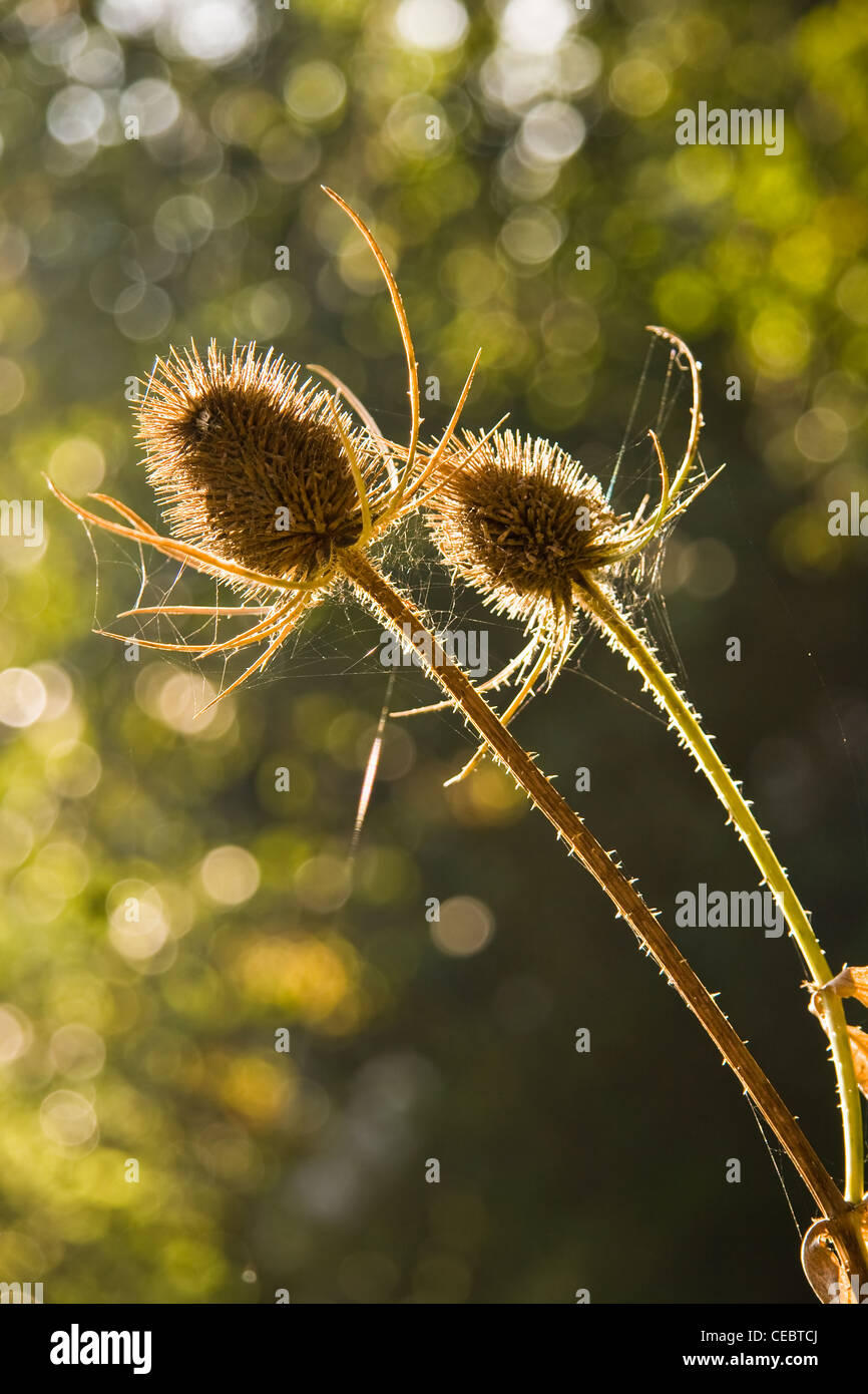 Seed capsules from Common Teasel or Dipsacus fullonum in autumn backlight Stock Photo
