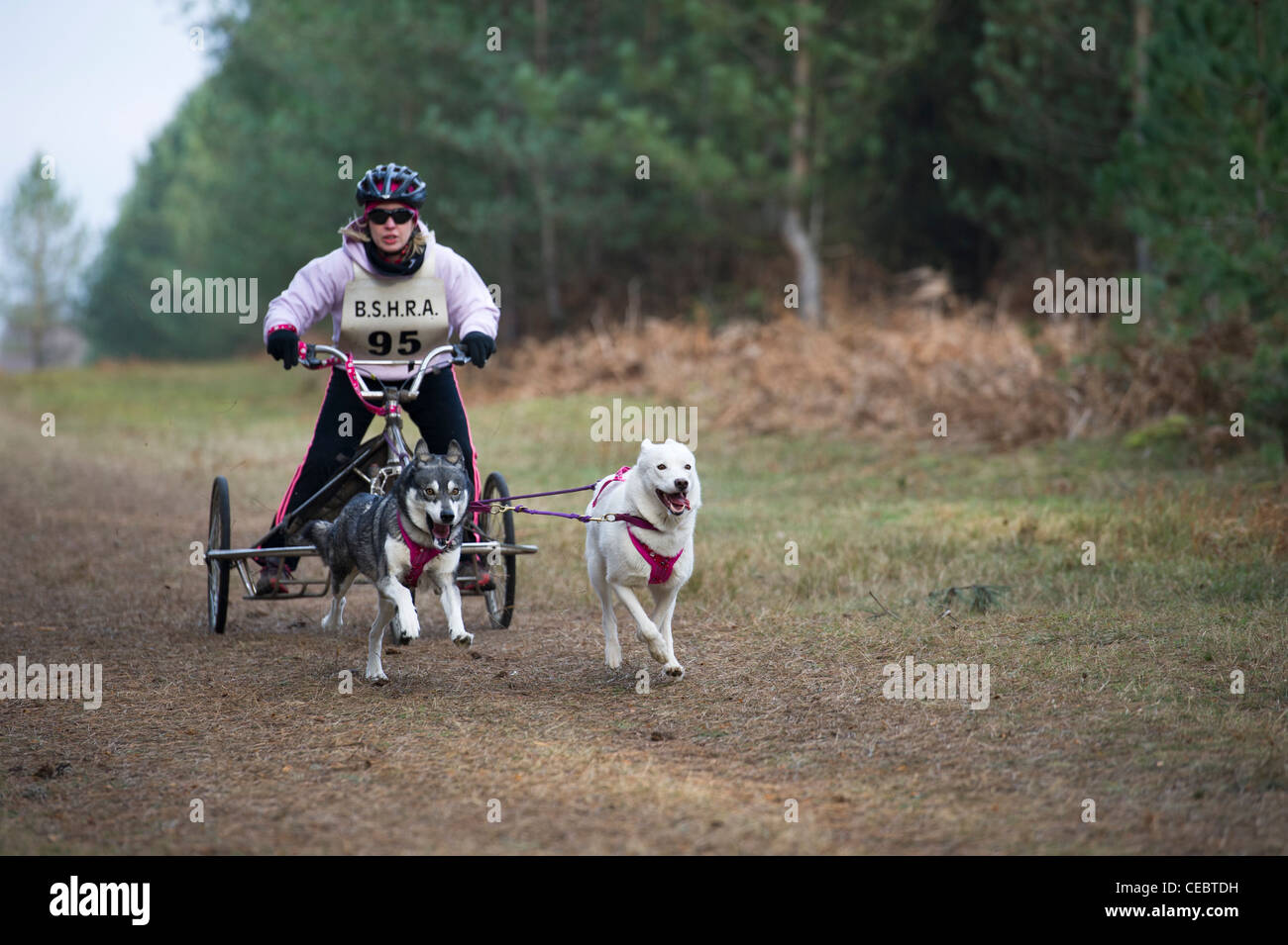British Siberian Husky Racing Association event held at Elveden Forest ...
