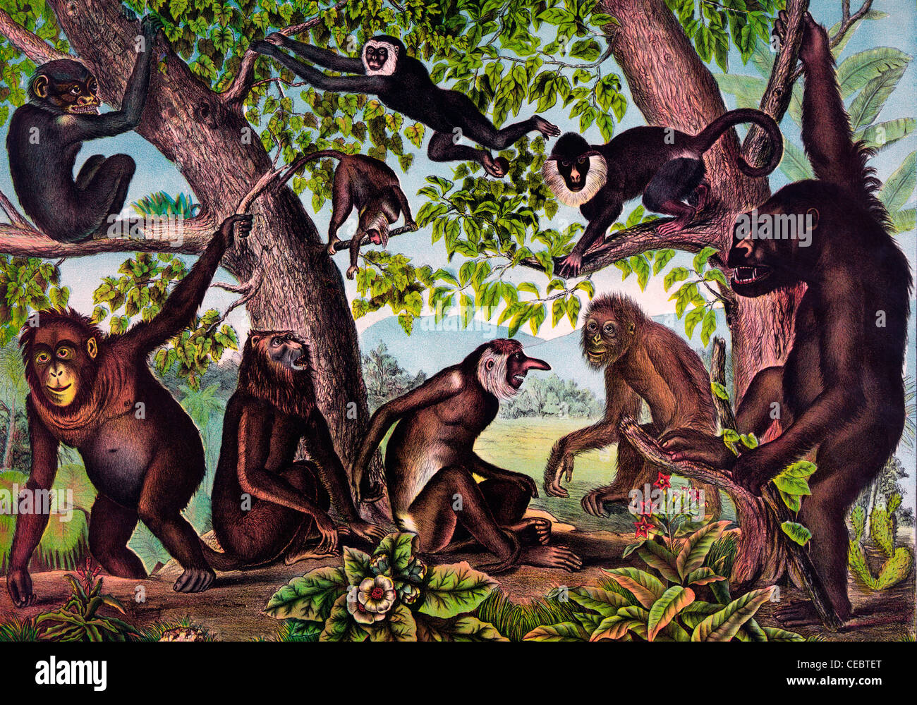 The monkeys, poster, circa 1874 Stock Photo Alamy