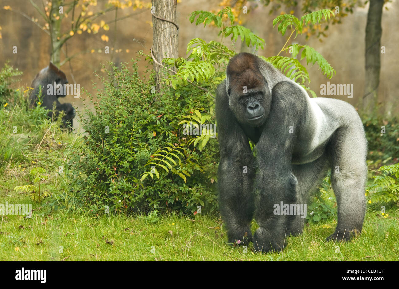 Gorilla waiting in hi-res stock photography and images - Alamy