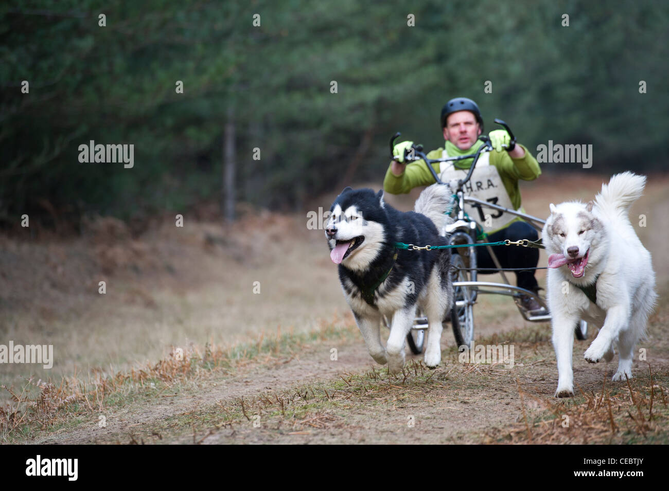 British Siberian Husky Racing Association event held at Elveden Forest, Suffolk, UK. Two dog teams competing on a timed lap. Stock Photo