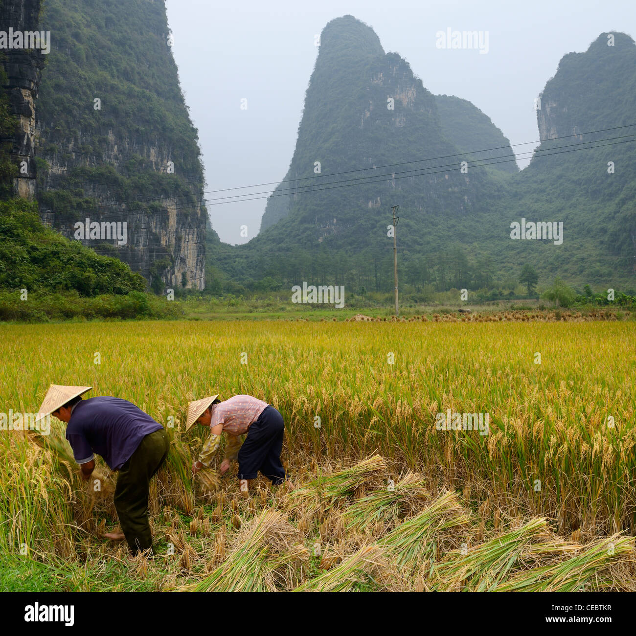 Husband and wife bent over harvesting rice with hand sickle and Karst limestone peaks near Yangshuo Peoples Republic of China Stock Photo