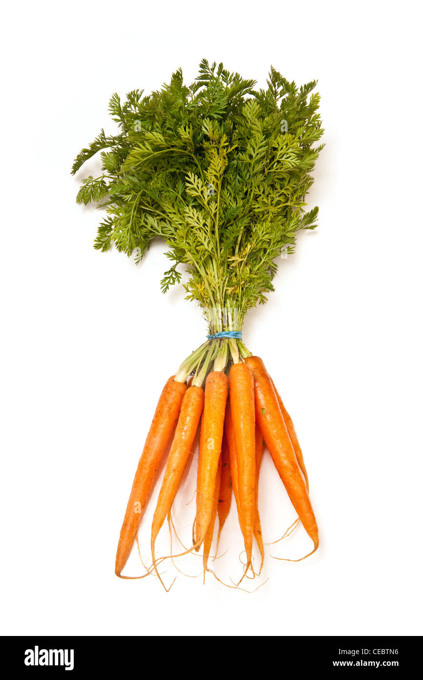 Bunch of fresh carrots isolated on a white studio background. Stock Photo