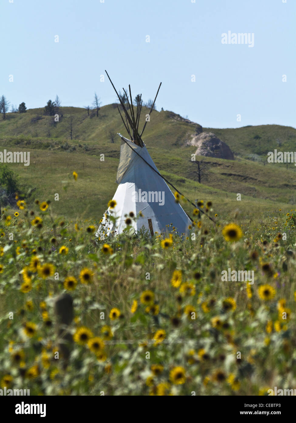 American Lakota prairie with wild flowers Landscape Oglala Pine Ridge