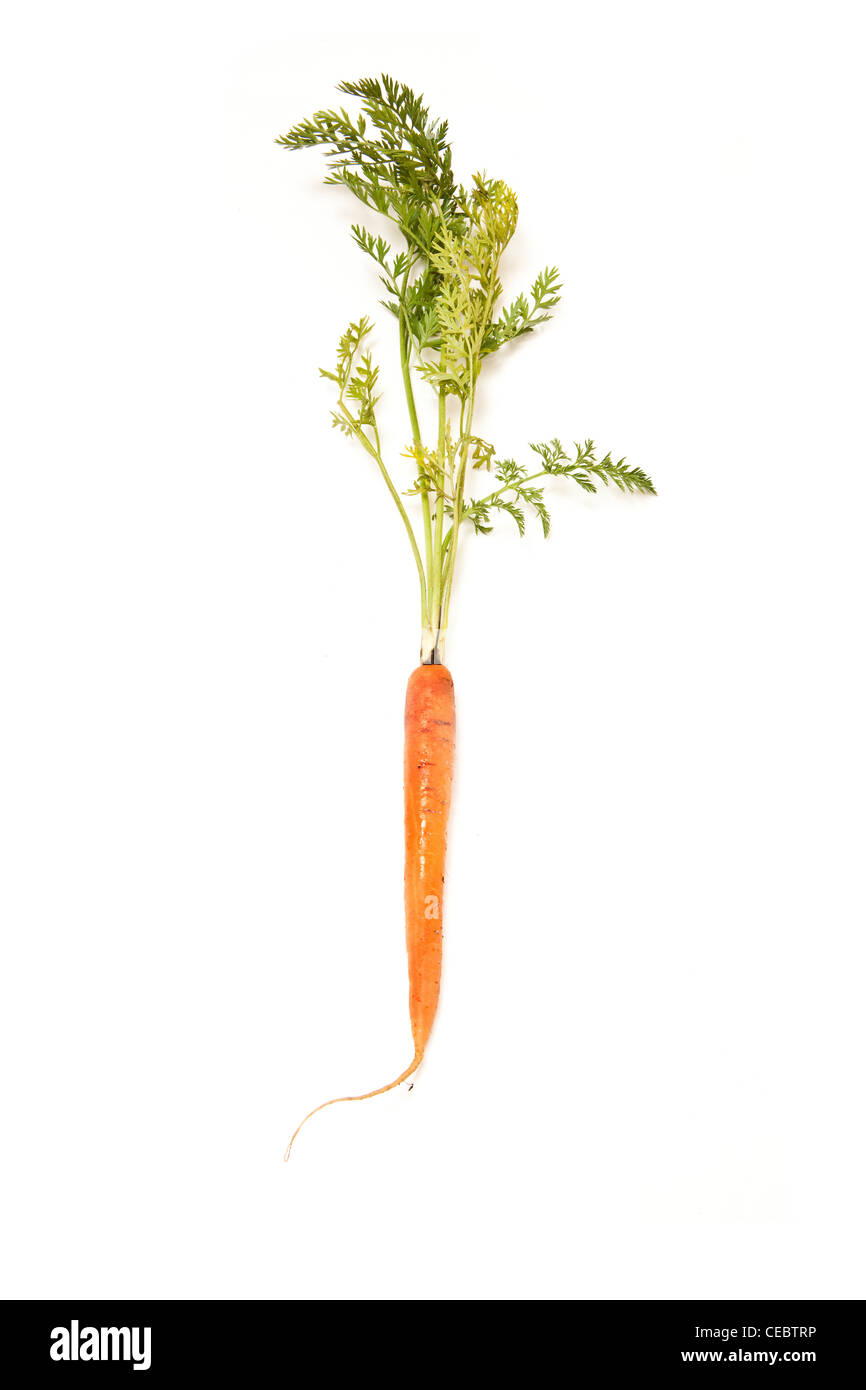 Fresh carrot with leaves isolated on a white studio background. Stock Photo