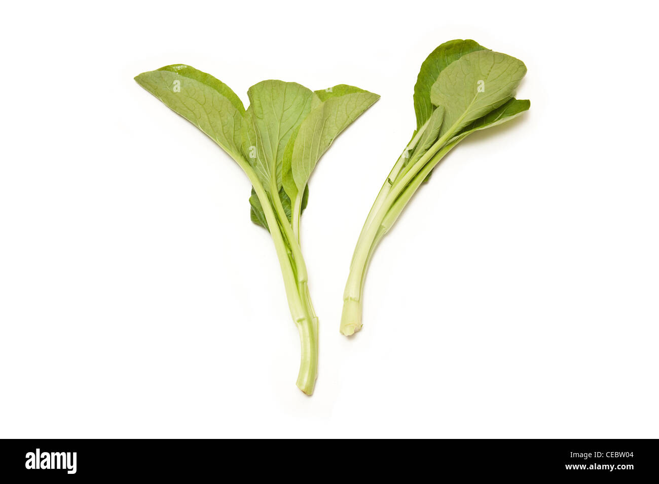 Choi Sum leaves isolated on a white studio background. Stock Photo