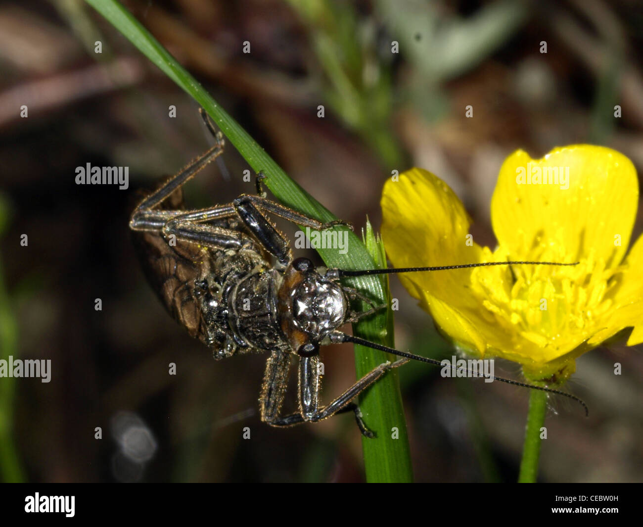 Buya Insect insect on a yellow flower Stock Photo - Alamy