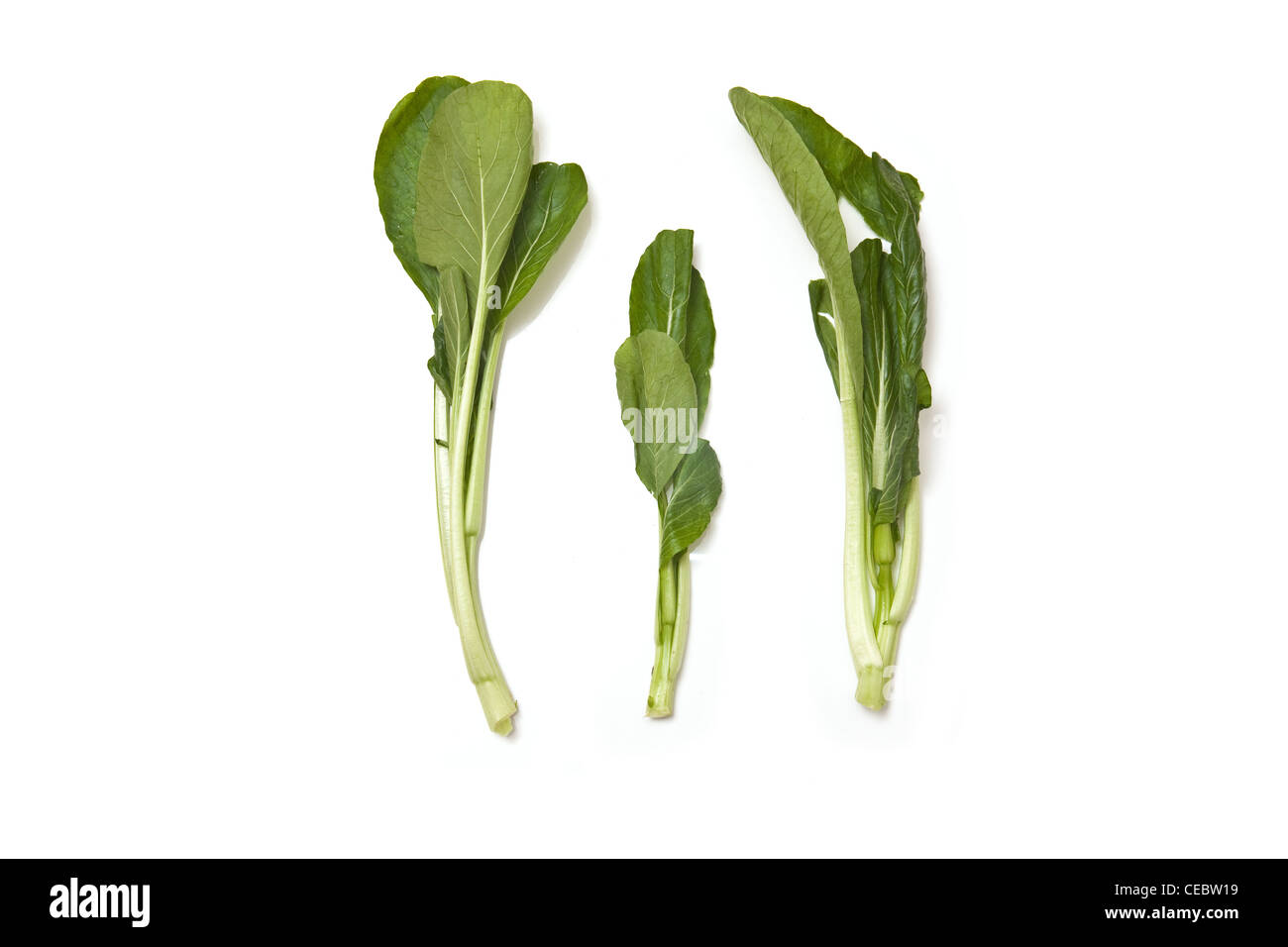 Choi Sum leaves isolated on a white studio background. Stock Photo