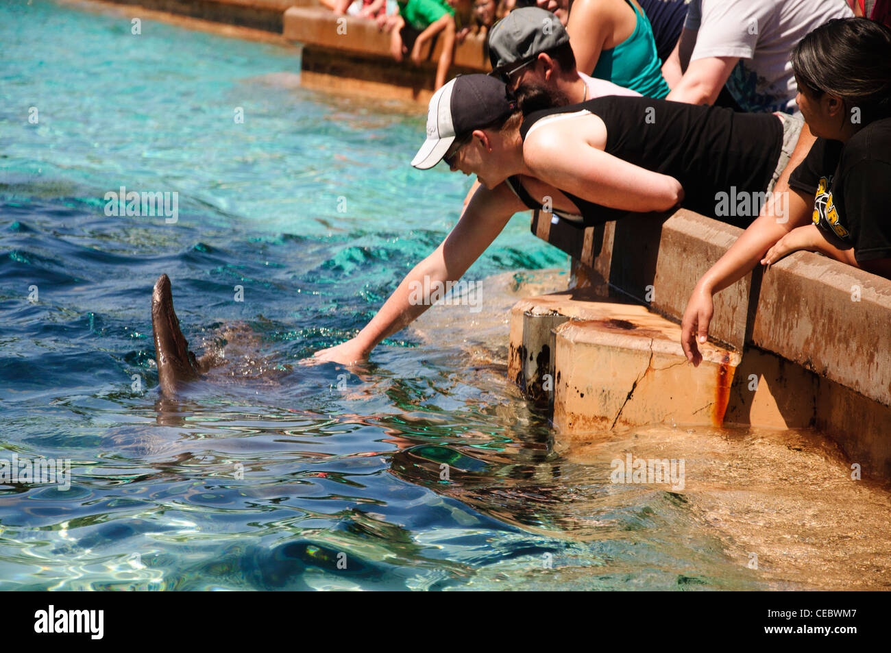 dolphin feeding at seaworld orlando florida Stock Photo