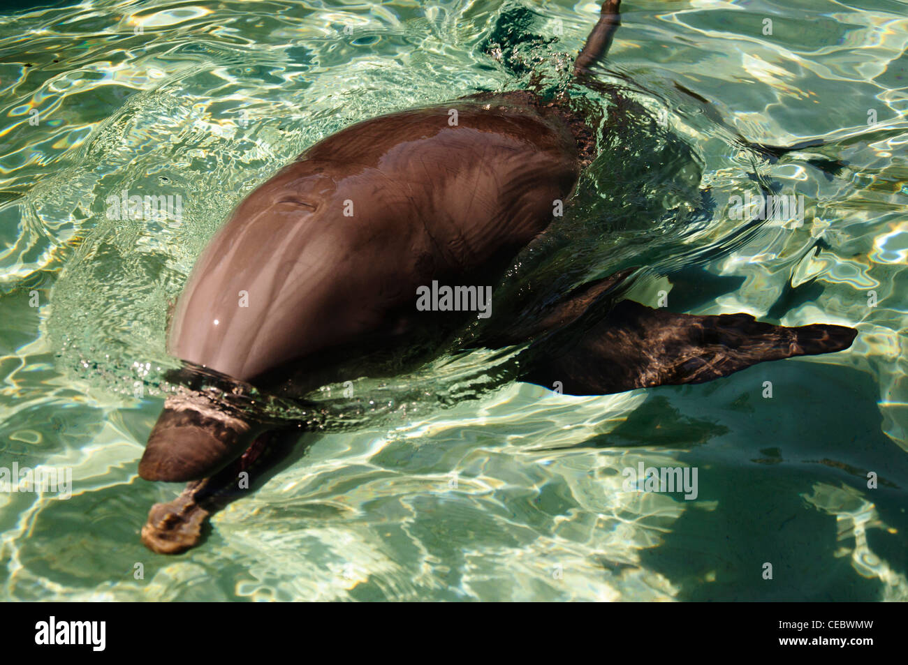 dolphin feeding at seaworld orlando florida Stock Photo
