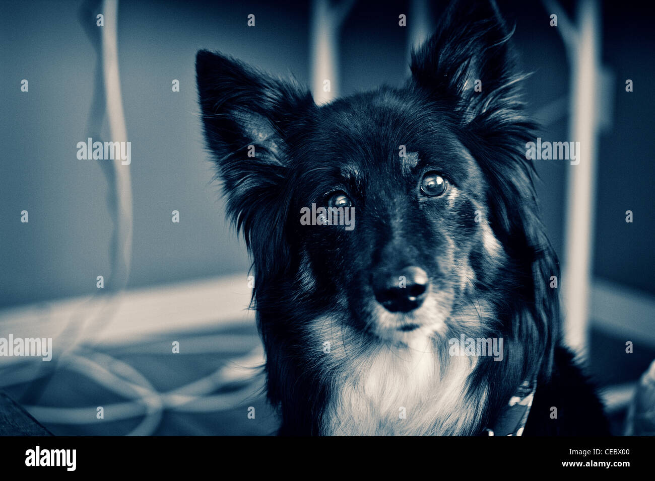 Monochrome Dog Looking At Camera Stock Photo - Alamy