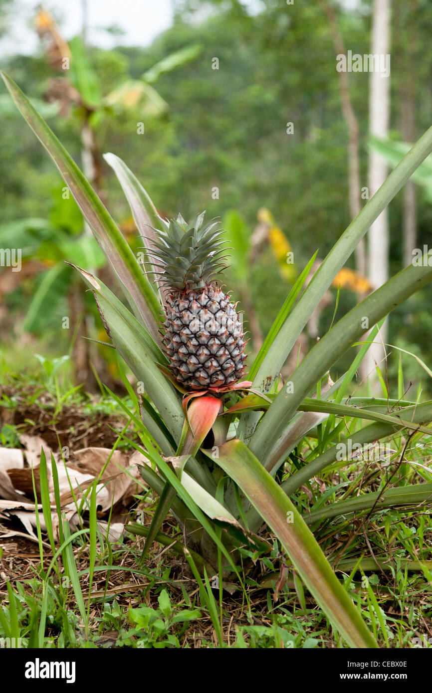 A wild pineapple (Ananas comosus) growing in Indonesia Stock Photo