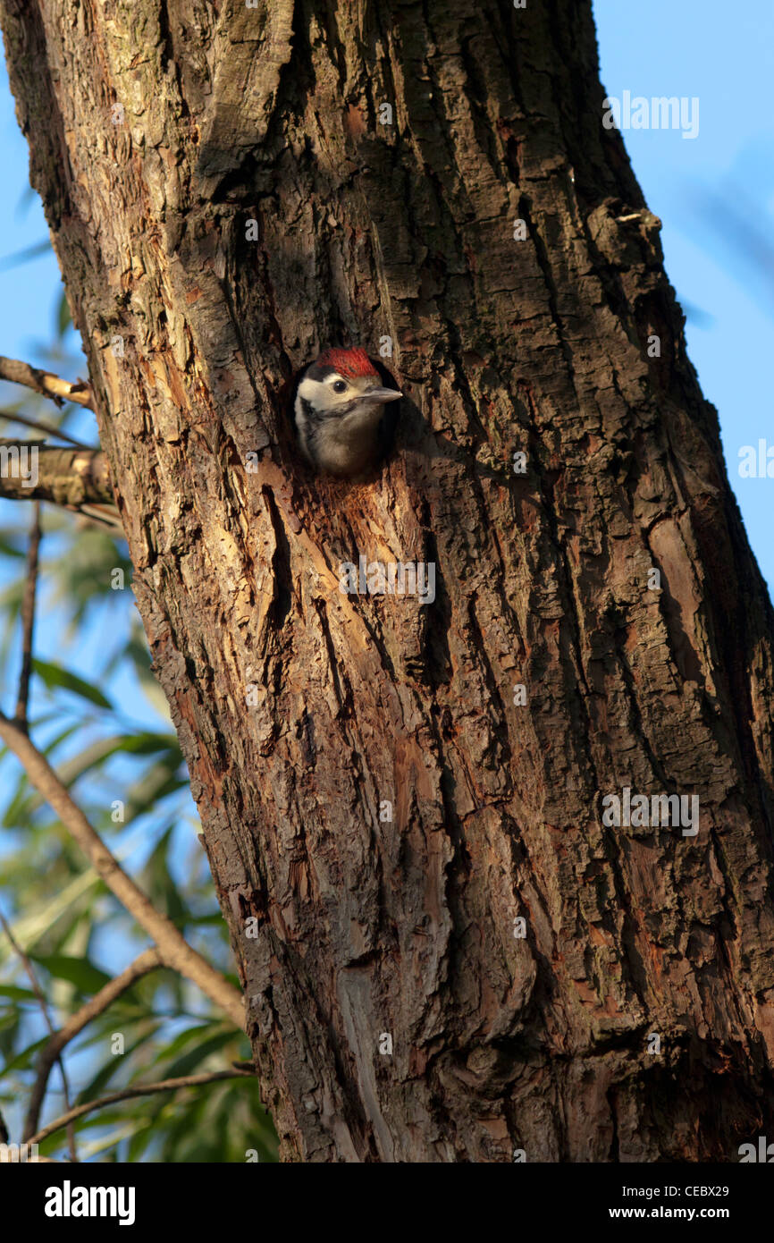 Great Spotted Woodpecker (Dendrocopos major) chick awaiting the adult with food Stock Photo
