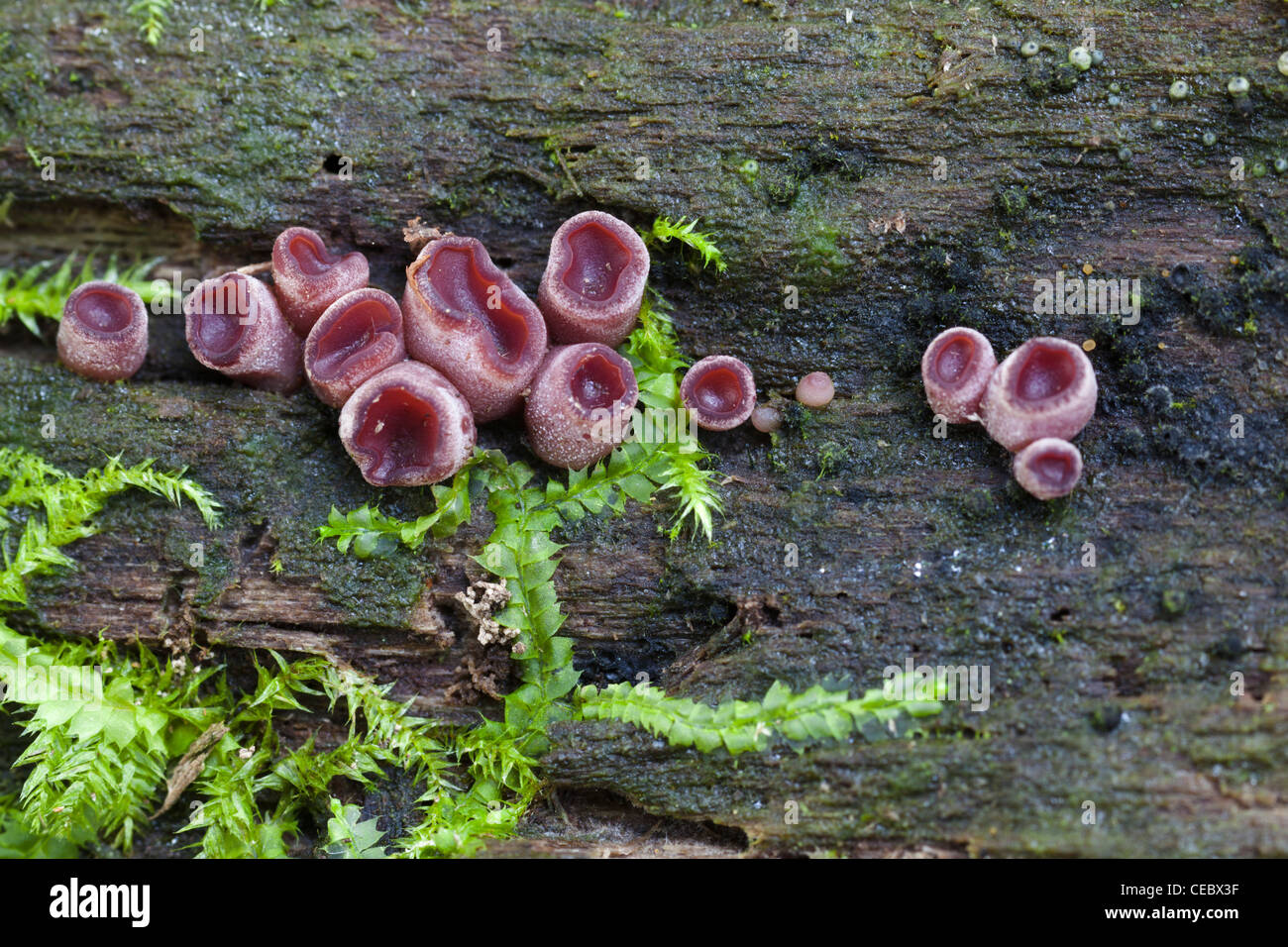 Young fruiting bodies of a Jellydisc species. Probably Purple Jellydisc. Stock Photo