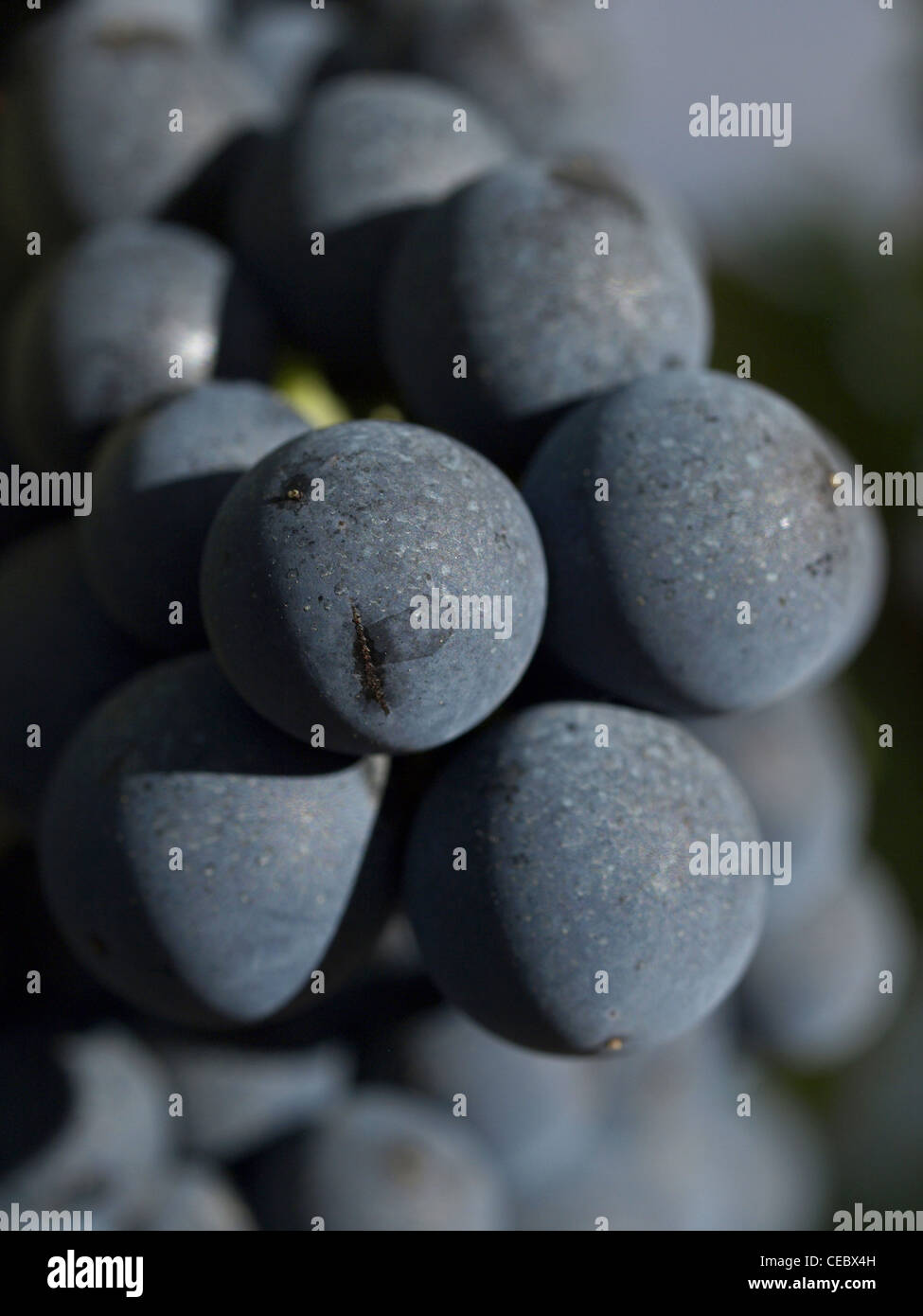 red grapes in la rioja (Spain Stock Photo Alamy