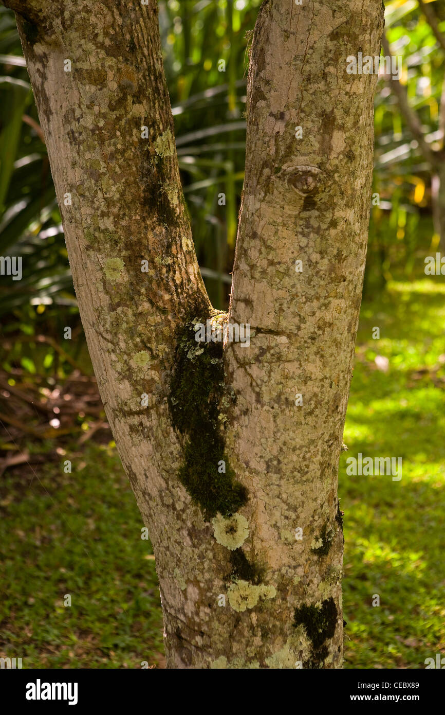 The Bark Of The Kukui Tree At The Mcbryde Garden In Koloa Kauai
