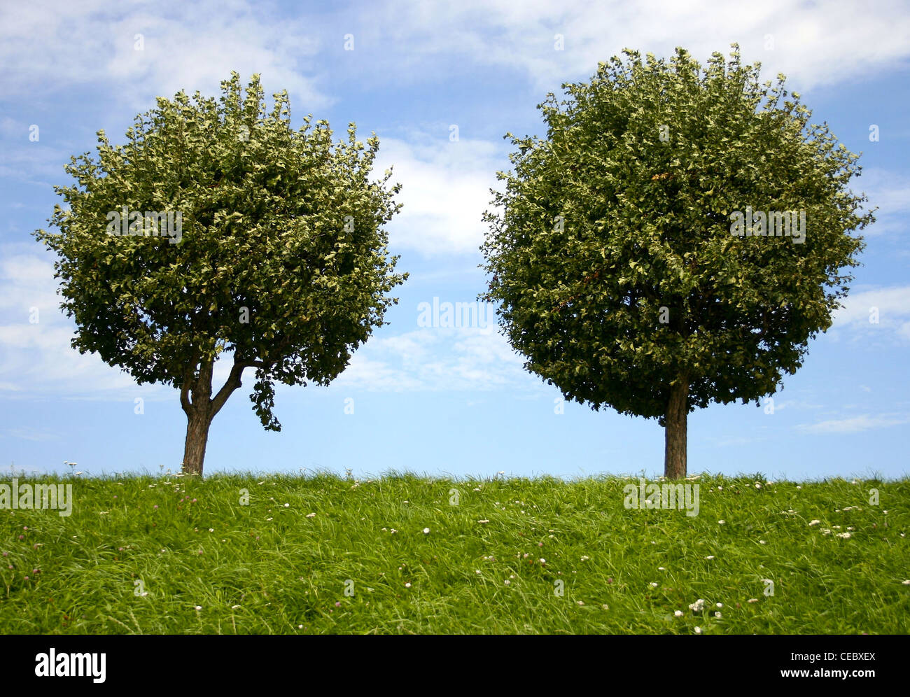 Two round trees on grassland hill Stock Photo - Alamy