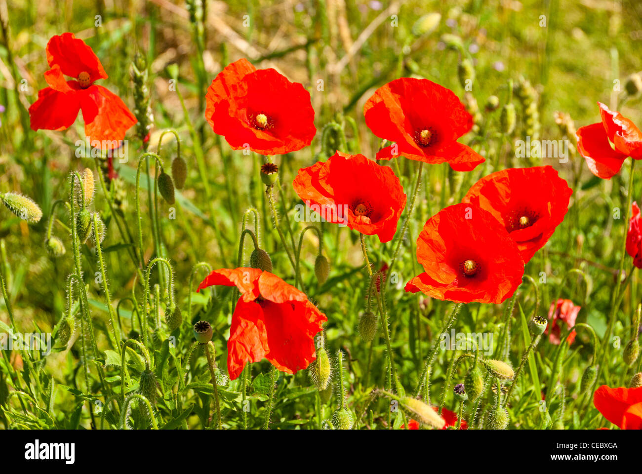 Warm and sunny hi-res stock photography and images - Alamy