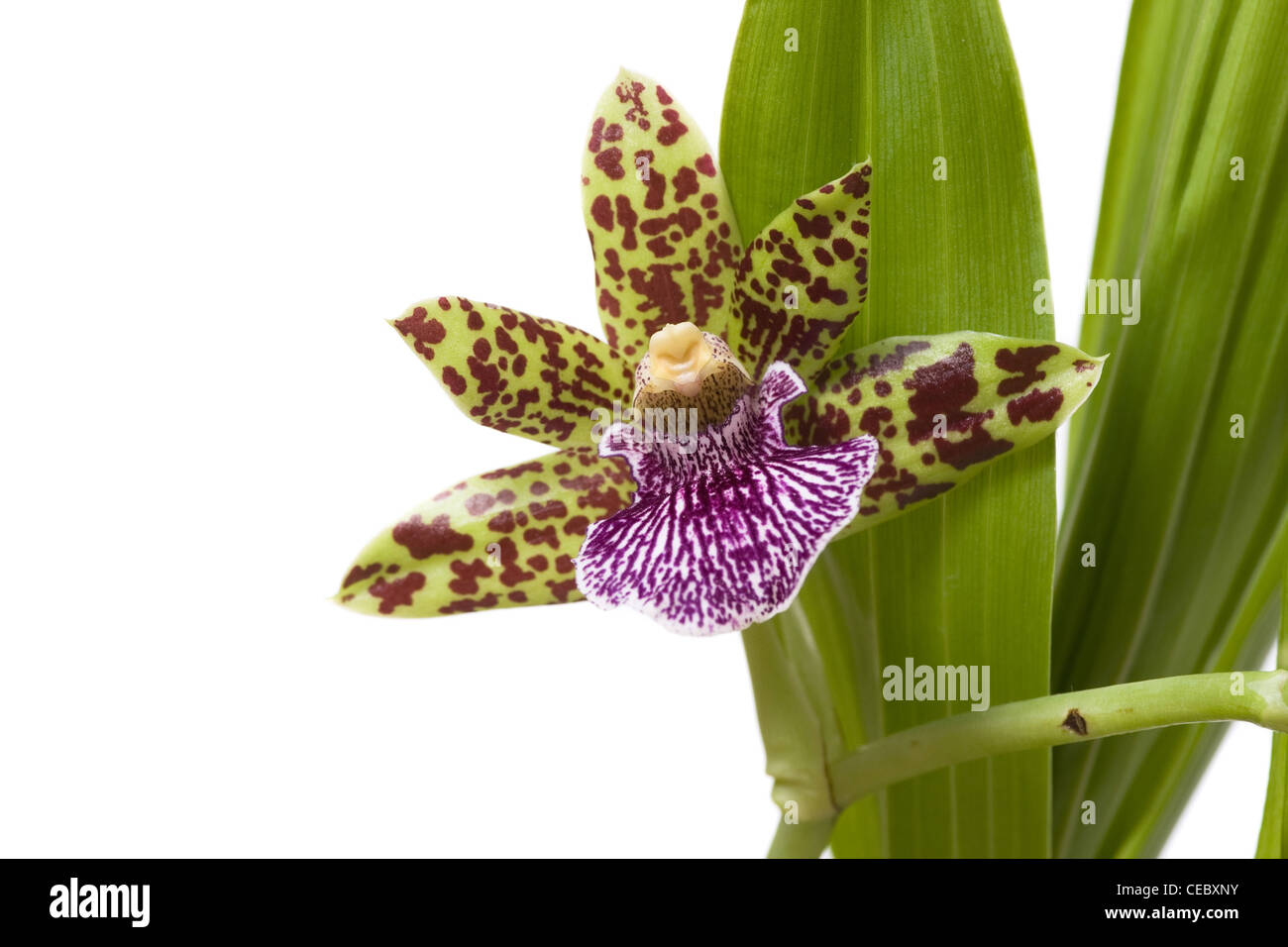 Blooming orchid with cute tiger-striped flowers. Stock Photo