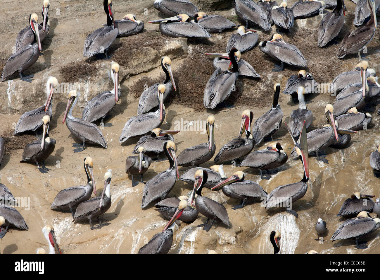 Flock of Brown Pelicans on rocks Stock Photo