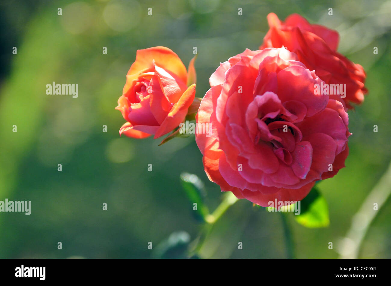 Beautiful red roses with a green bokeh background hi-res stock ...
