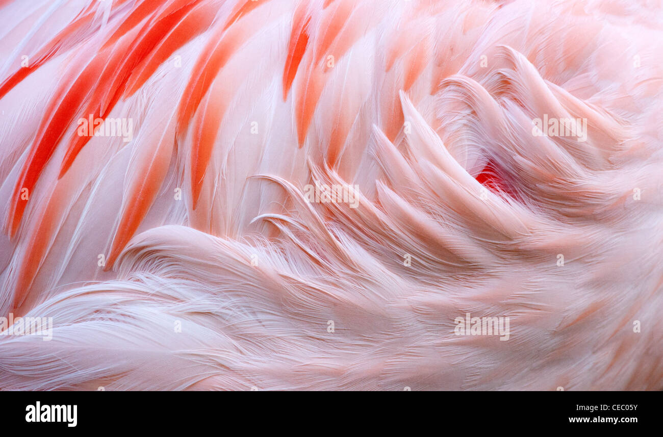 Flamingo feathers detail hi-res stock photography and images - Alamy