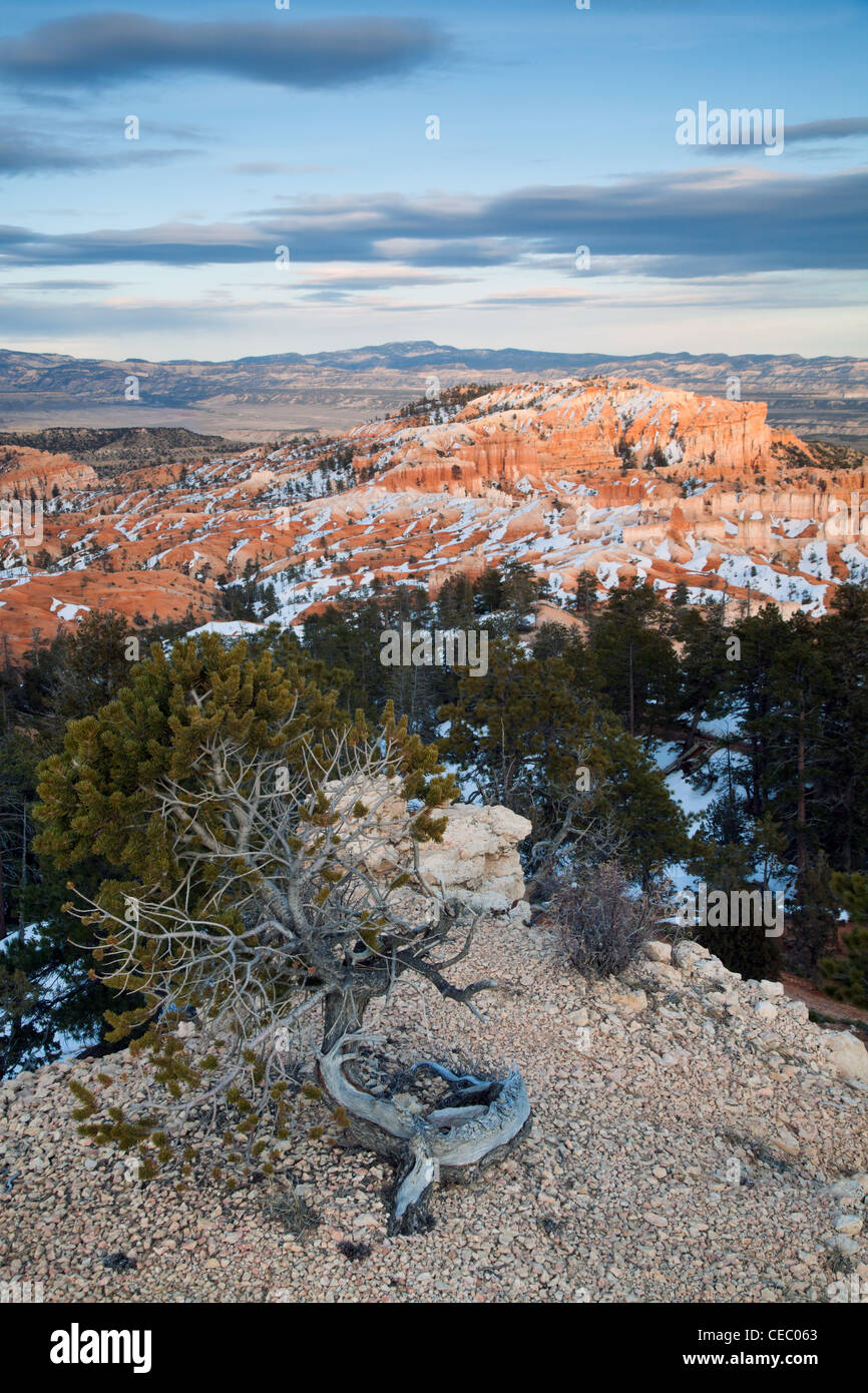 Old Bristle Cone Pine in Bryce Canyon Stock Photo