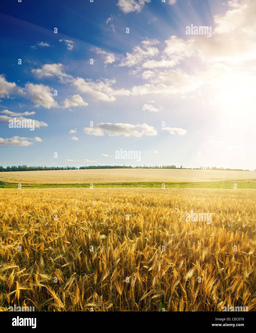 field of wheat under cloudy sky with sun Stock Photo - Alamy