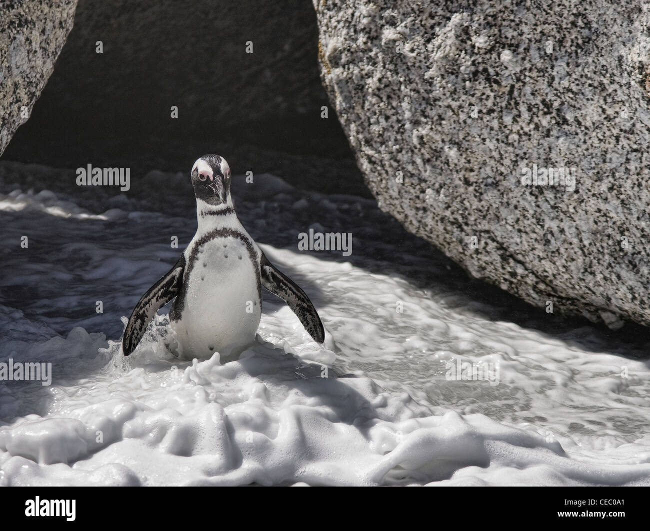 African penguin (Spheniscus demersus) walks in water between boulders. Boulder Beach, Simon's Town, South Africa Stock Photo