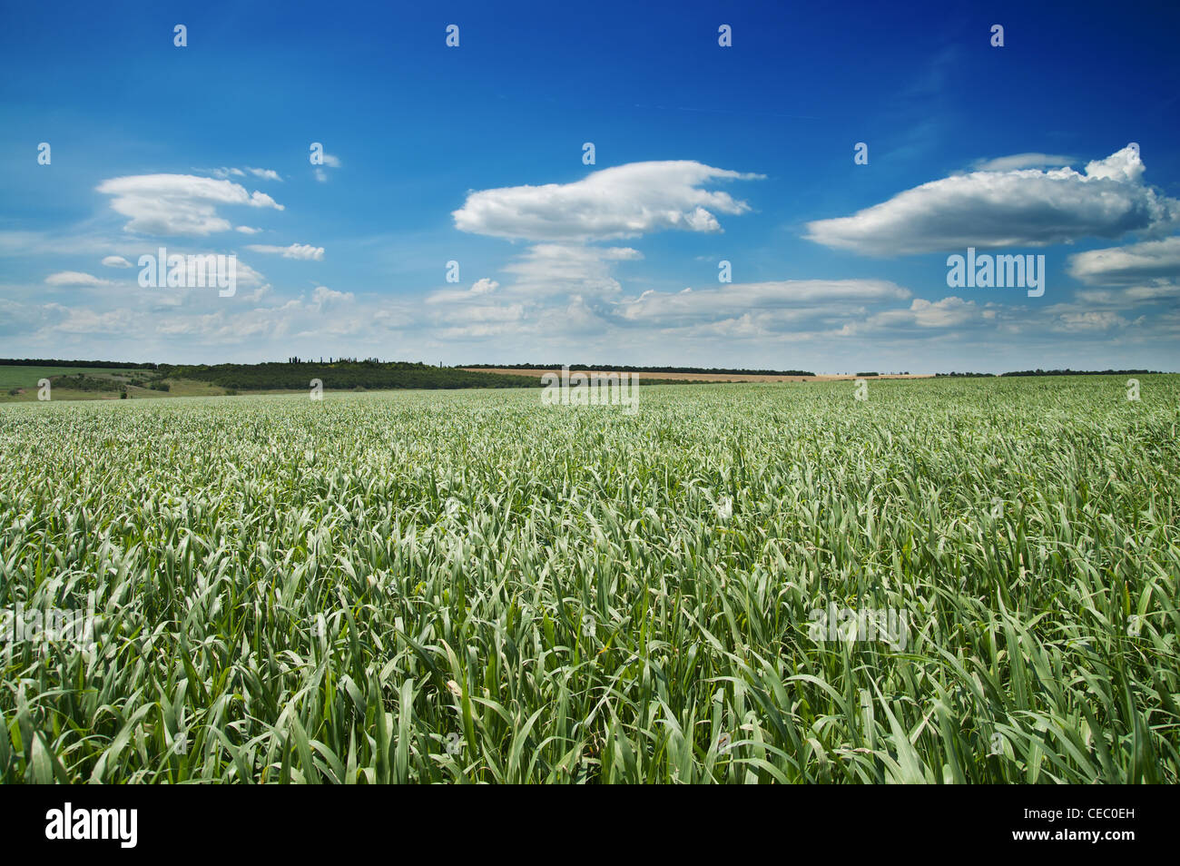 field with green grass under deep blue sky with clouds Stock Photo - Alamy
