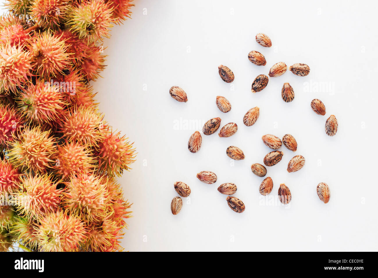 Ricinus communis. Castor oil fruit and seeds on white background Stock Photo