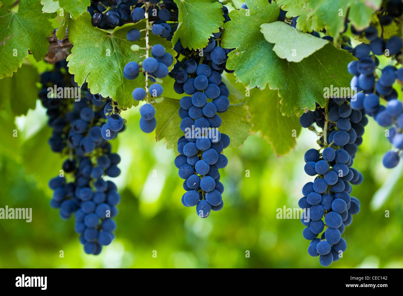 Shiraz grapes in a vineyard in the Swan Valley, Perth, Western Australia, AUSTRALIA Stock Photo