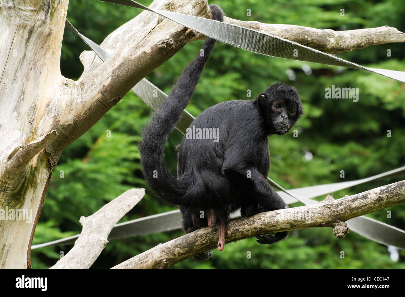 Black Spider Monkey ( Ateles paniscus) in a tree Stock Photo
