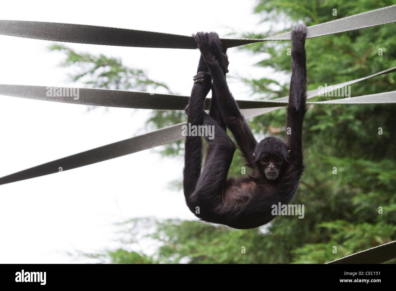 Black Spider Monkey ( Ateles paniscus) playing on rope Stock Photo