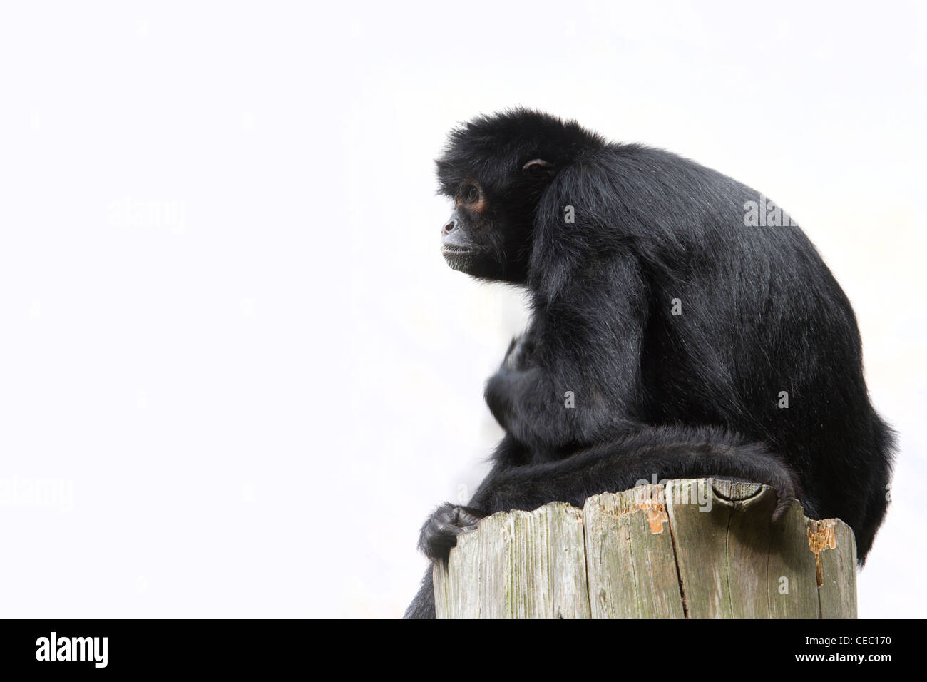 Black Spider Monkey ( Ateles paniscus) resting High up Stock Photo