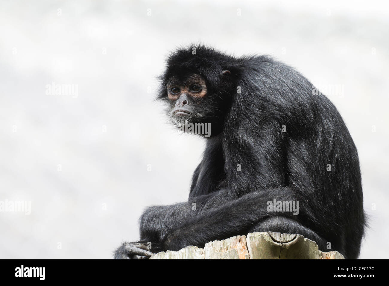 Black Spider Monkey ( Ateles paniscus) resting High up Stock Photo