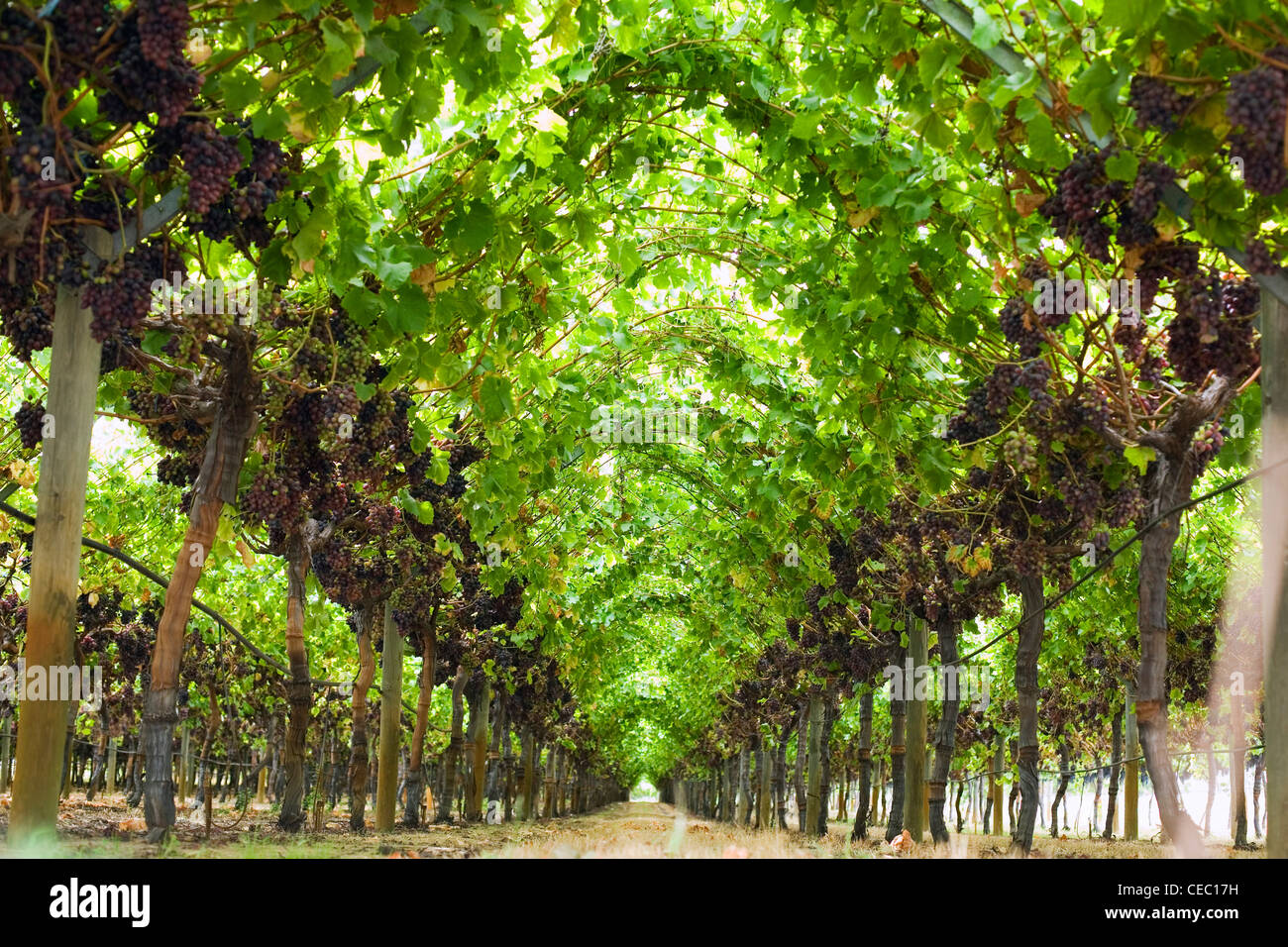 Vineyard in the Swan Valley, Western Australia, AUSTRALIA Stock Photo