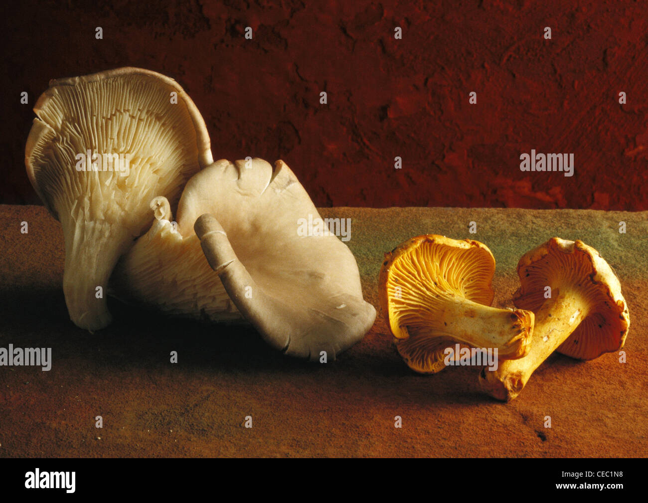 Chanterelle and oyster mushrooms Stock Photo Alamy