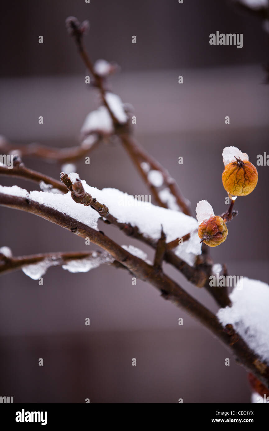 Two Withered Apples on Snowy Branches Stock Photo