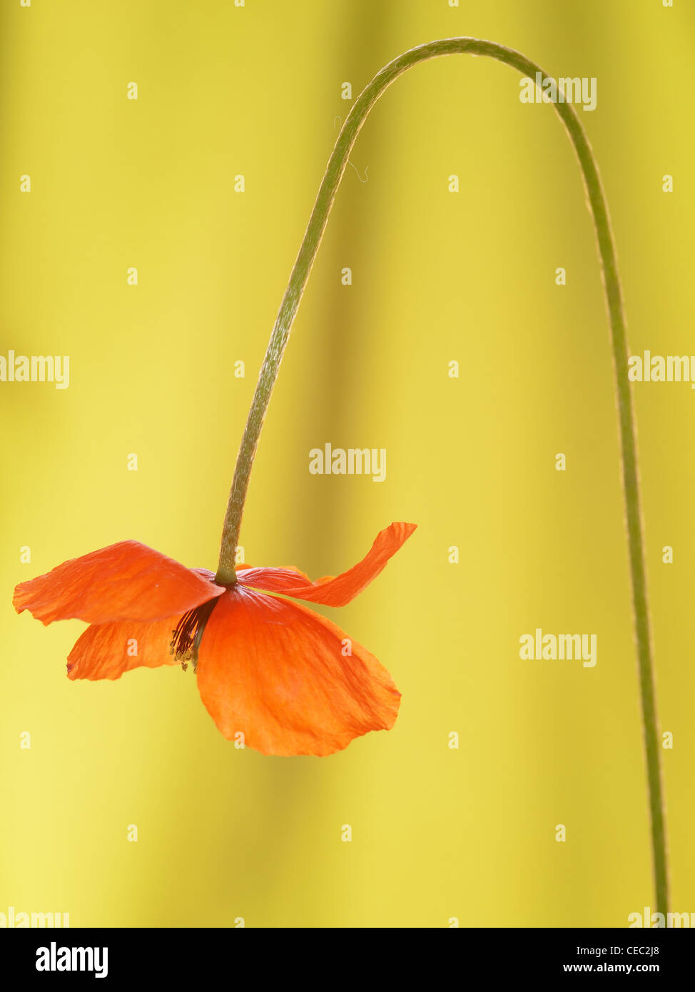 Corn poppy, Papaver rhoeas, vertical portrait of flower blooming in garden. Stock Photo