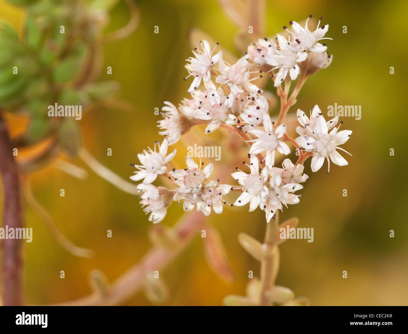 Thick leaved stonecrop, Sedum dasyphyllum, horizontal portrait of blooming plants. Stock Photo