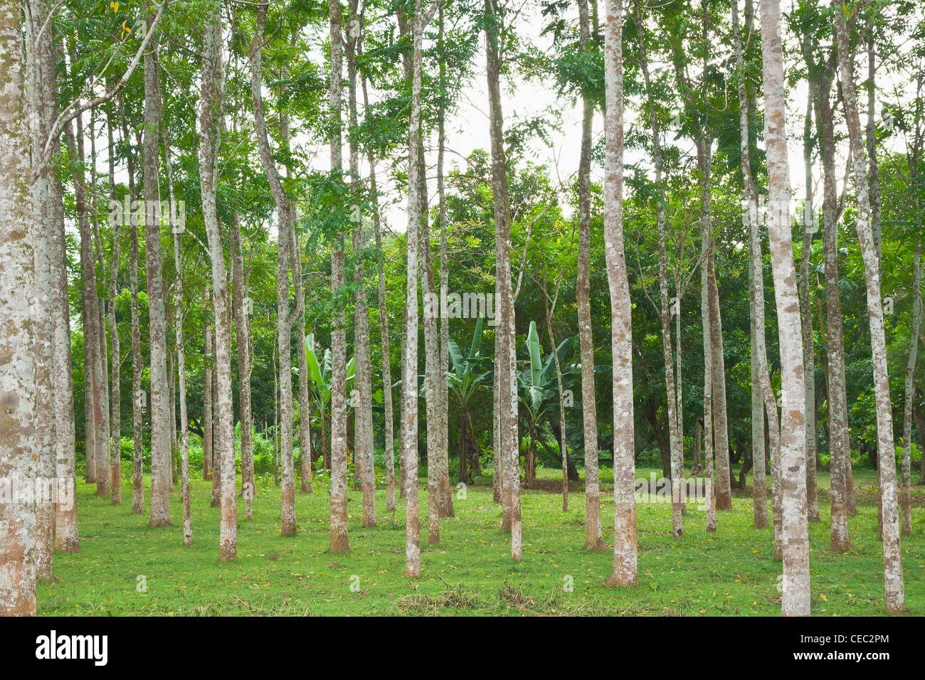 Rubber tree plantation, southern Thailand Stock Photo Alamy