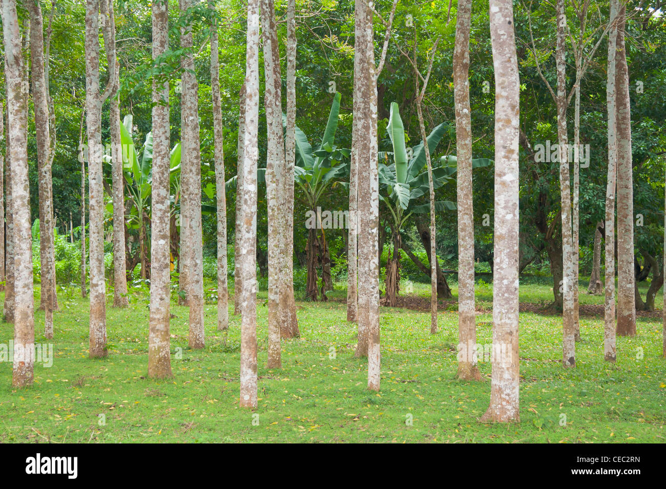 Rubber tree plantation, southern Thailand Stock Photo